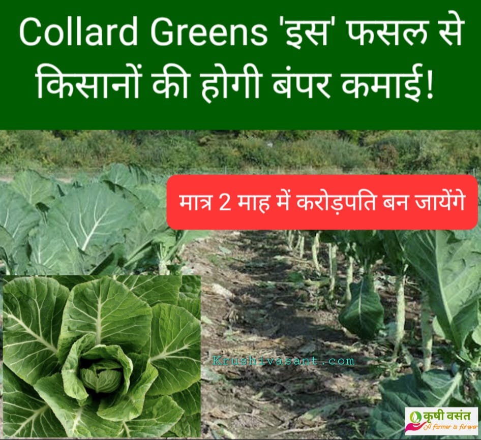 Collard Greens 'इस' फसल से किसानों की होगी बंपर कमाई! मात्र 2 माह में करोड़पति बन जायेंगे