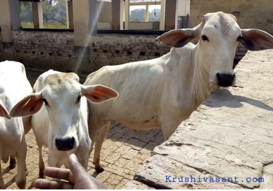 Gangatiri Cow दिन में 10 से 16 लीटर तक दूध