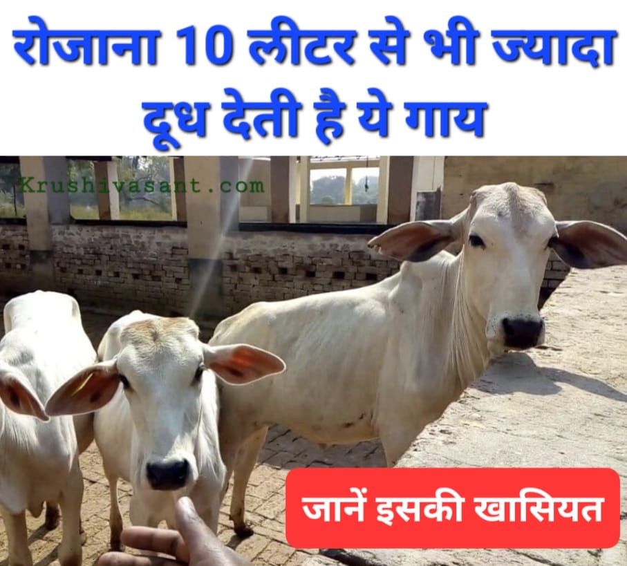Gangatiri Cow रोजाना 10 लीटर से भी ज्यादा दूध देती है इस नस्ल की गाय, जानें खासियत