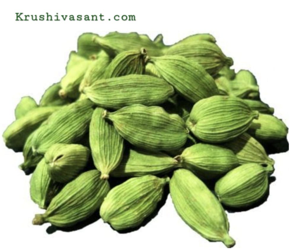 Green Cardamom Benifits हरी इलायची के फायदे