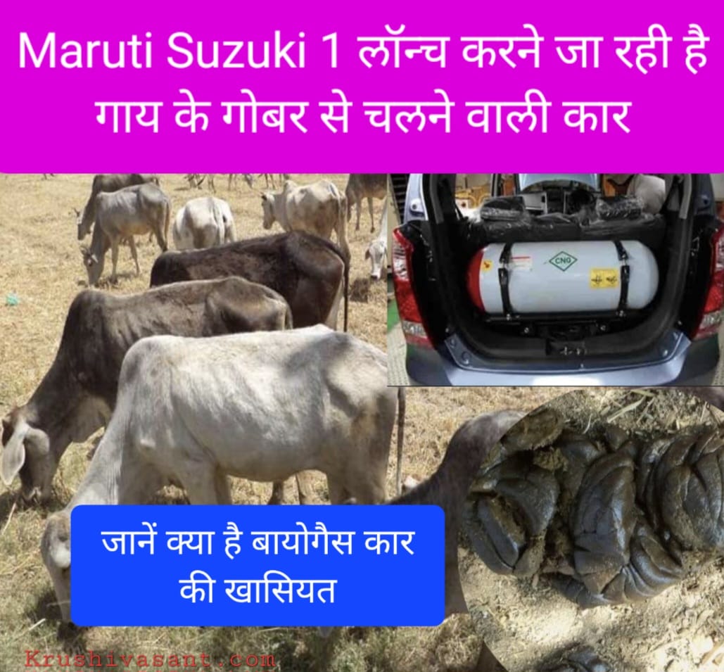 Maruti Suzuki 1 लॉन्च करने जा रही है गाय के गोबर से चलने वाली कार, जानें क्या है बायोगैस कार की खासियत