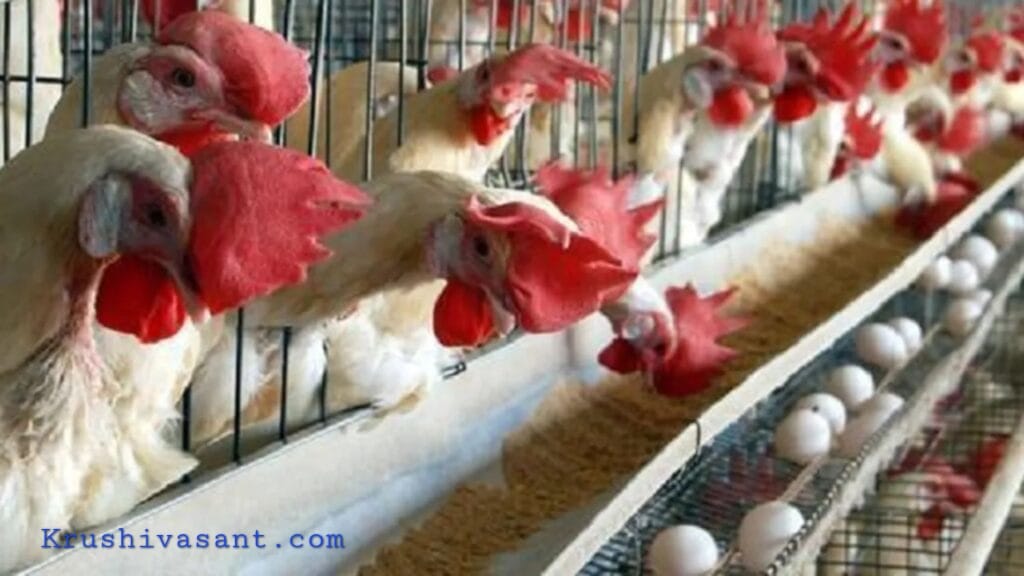 Poultry Farm Loan Scheme 2023 मुर्गी पालन लोन योजना मुर्गी पालन लोन किस बैंक में करें अप्लाई