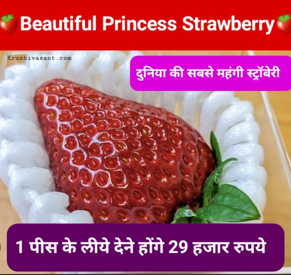 Beautiful Princess Strawberry दुनिया की सबसे महंगी स्ट्रॉबेरी, 1 पीस के लीये देने होंगे 29 हजार रुपये