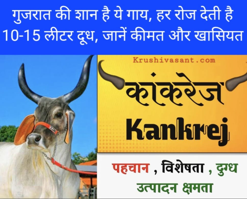 Kankrej Cow: गुजरात की शान है ये गाय, हर रोज देती है 10-15 लीटर दूध, जानें कीमत और खासियत