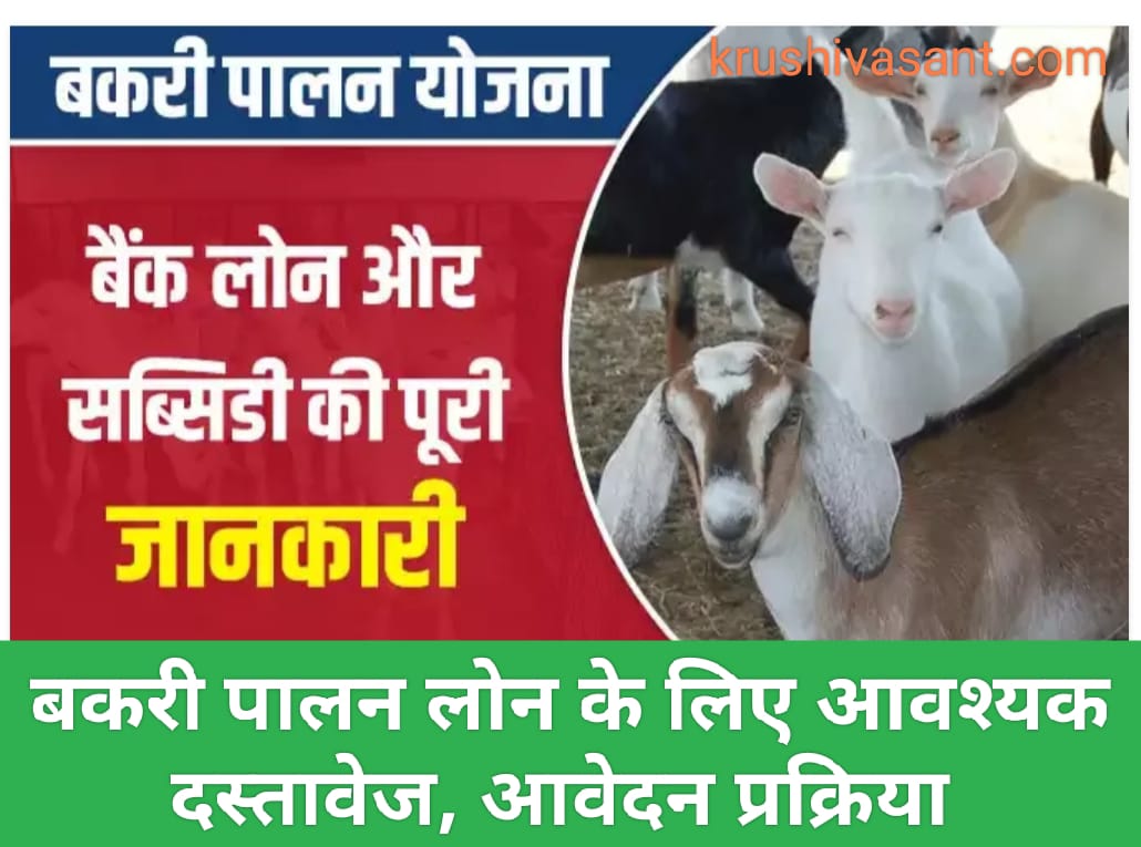 Goat farming loan in bihar 2024 बकरी पालन के लिए लोन कैसे लें; बैंक लोन और सब्सिडी की पूरी जानकारी