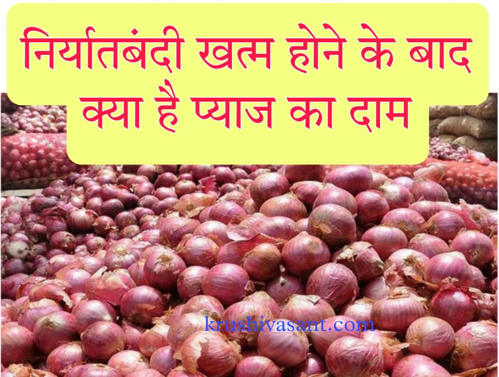 Onion price in Bangalore निर्यातबंदी खत्म होने के 10 दिन बाद भी क्यों नहीं बढ़ा प्याज का दाम, किसान ने बताई वजह