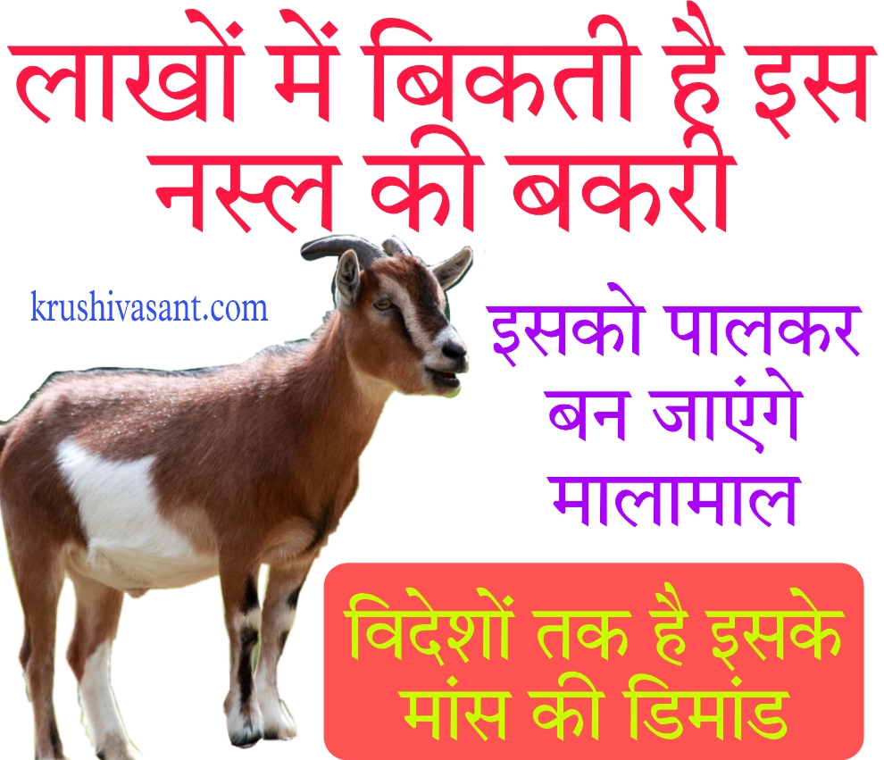 Pashupalan loan लाखों में बिकती है इस नस्ल की बकरी, इसको पालकर बन जाएंगे मालामाल, विदेशों तक है इसके मांस की डिमांड